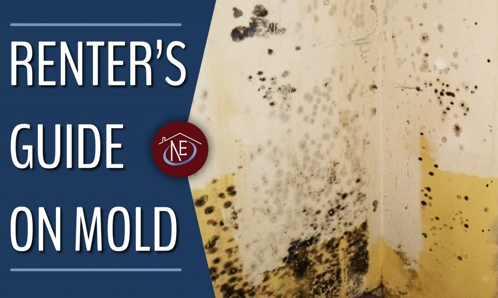 Renter's Guide On Mold Northeast Property Restoration